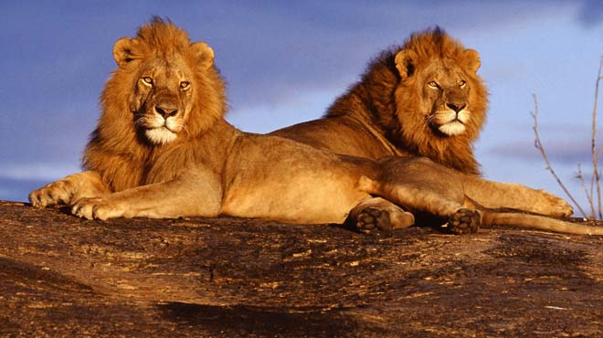 Έφθασαν στη Ν. Αφρική τα 33 λιοντάρια που διασώθηκαν από τσίρκα