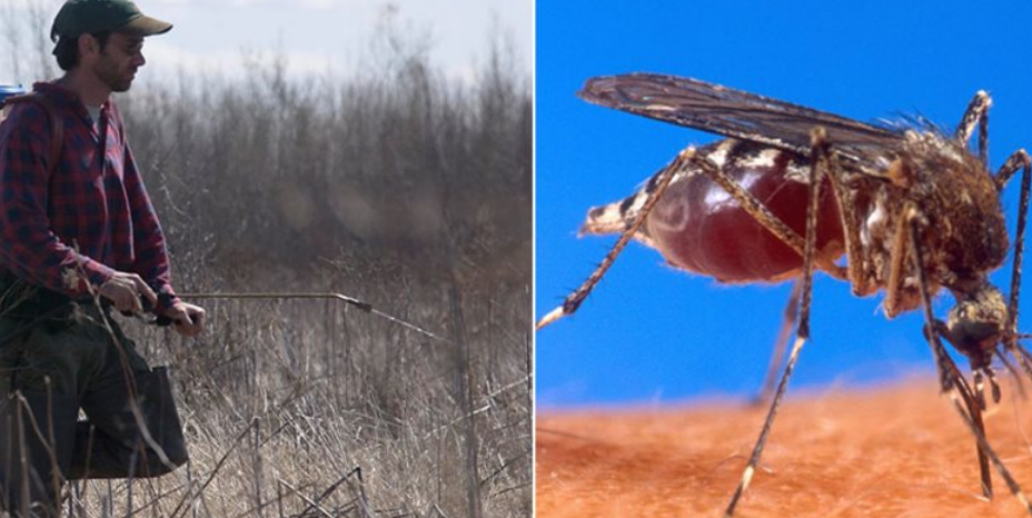 «Επέστρεψε» ο ιός του Δυτικού Νείλου- Συναγερμός για τα μολυσμένα κουνούπια 