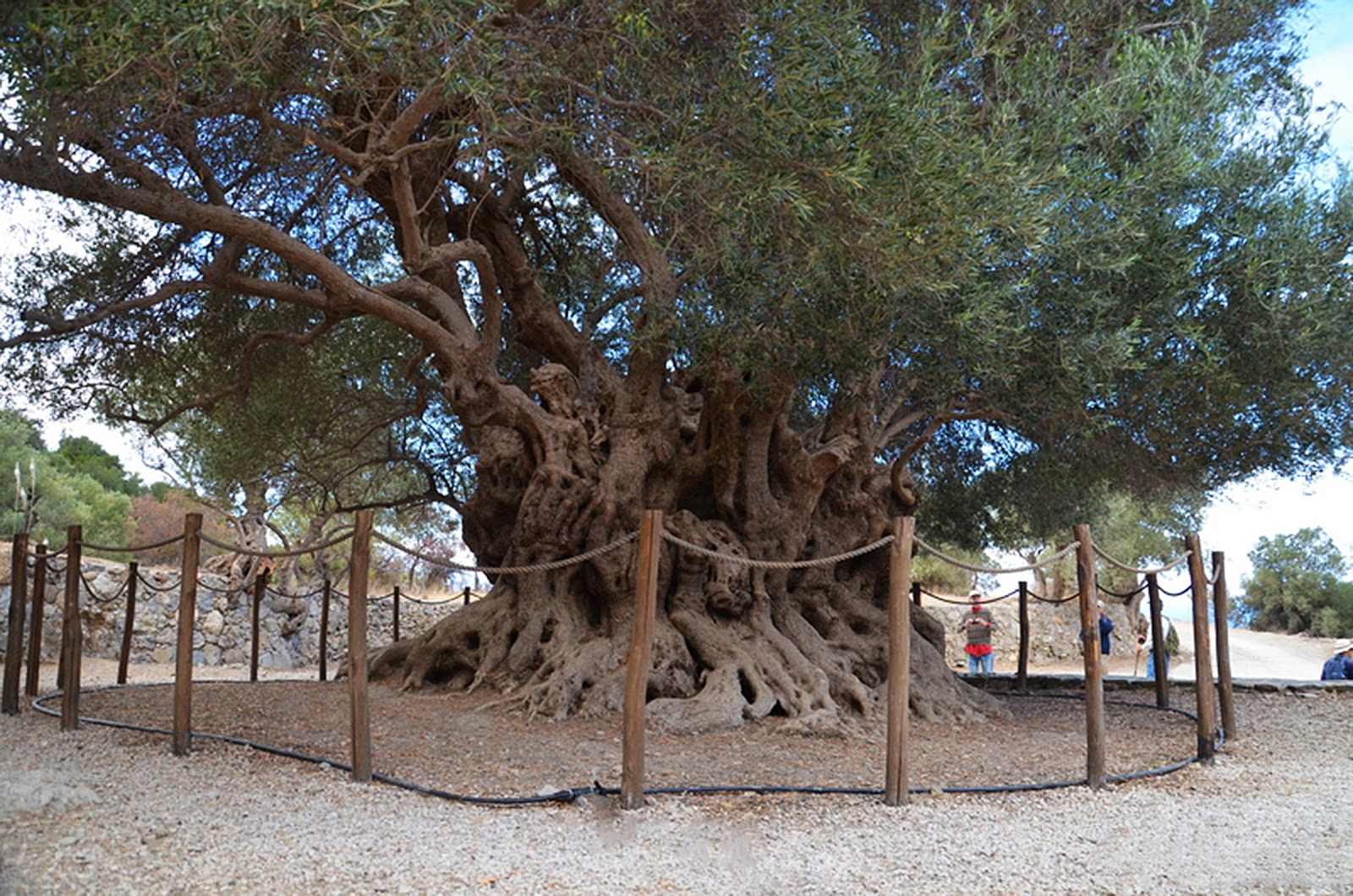 Ελαιόλαδο από αρχαία ελαιόδεντρα της Κρήτης τυποποιει πρωτοπόρος συνεταιρισμός στην Ιεράπετρα (pics)