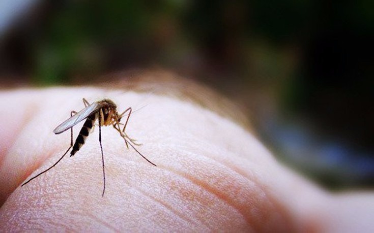 Θέλουν να καταπολεμήσουν τα κουνούπια που κάθε χρόνο «πνίγουν» περιοχές στην Κρήτη 