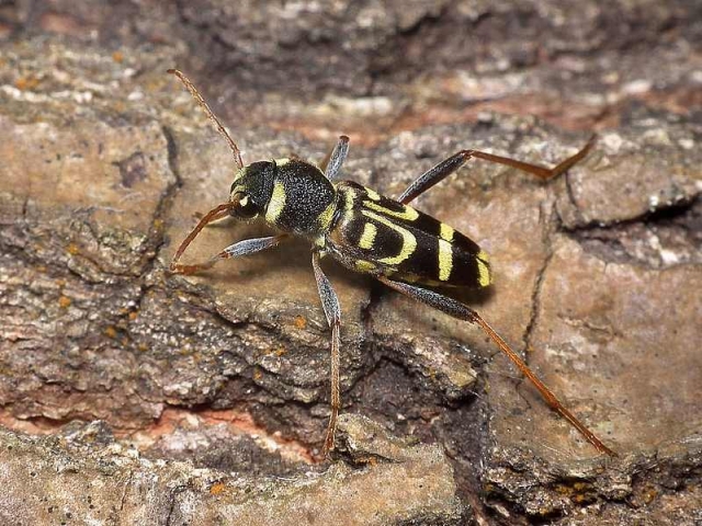 Ηράκλειο: Το κινέζικο έντομο απειλεί τις μουριές - Ανησυχία για αμπέλια και λιόφυτα! 