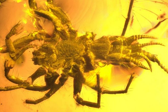Βρέθηκε προϊστορική αράχνη 100 εκατ. ετών και έχει ουρά
