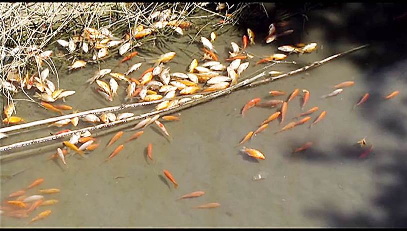 Φράγμα Αποσελέμη: «Μυστήριο» με νεκρά ψάρια - Τι φοβούνται οι υπεύθυνοι /vid