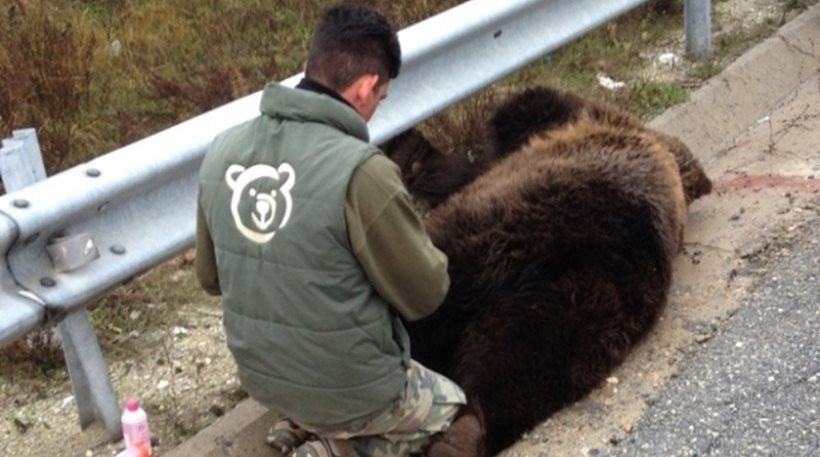 Μία ακόμα αρκούδα νεκρή σε τροχαίο στην Καστοριά