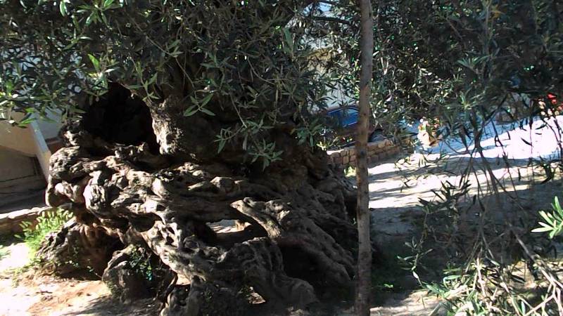 Με κλαδιά από την ελιά των Βουβών τα στεφάνια των νικητών στο Μαραθώνιο Κρήτης 