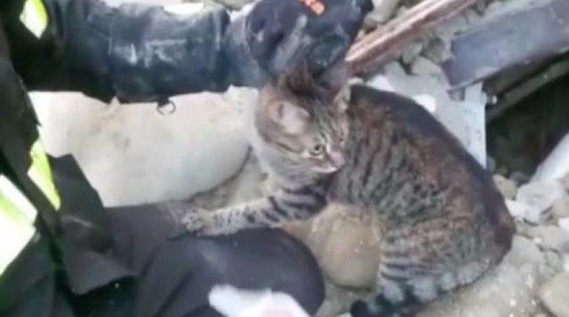 Γάτες ανασύρθηκαν ζωντανές από τα συντρίμμια του Αματρίτσε, 16 ημέρες μετά τον σεισμό (vids)