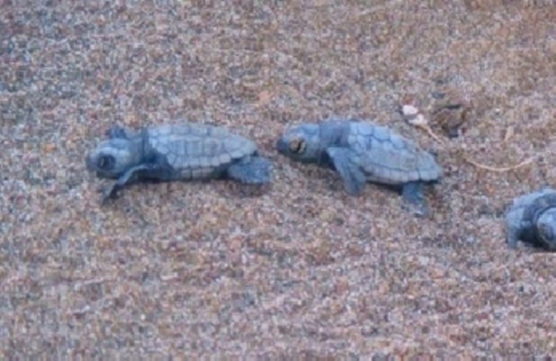 Νεογέννητα θαλάσσια χελωνάκια «εγκαταλείπουν» το Ρέθυμνο