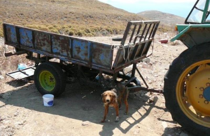 Εξαφάνισε τα σκυλιά που βρήκε σκελετωμένα η τουρίστρια μετά το δημοσίευμα