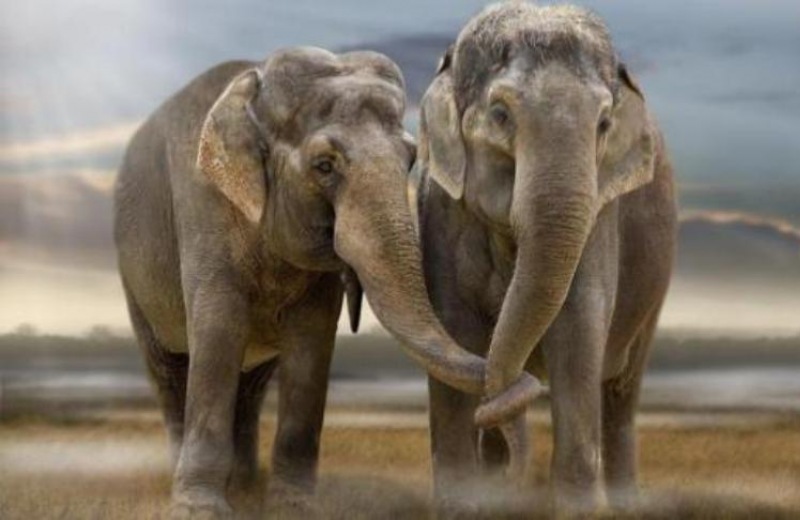 Οι ελέφαντες της Αφρικής απειλούνται περισσότερο από ποτέ