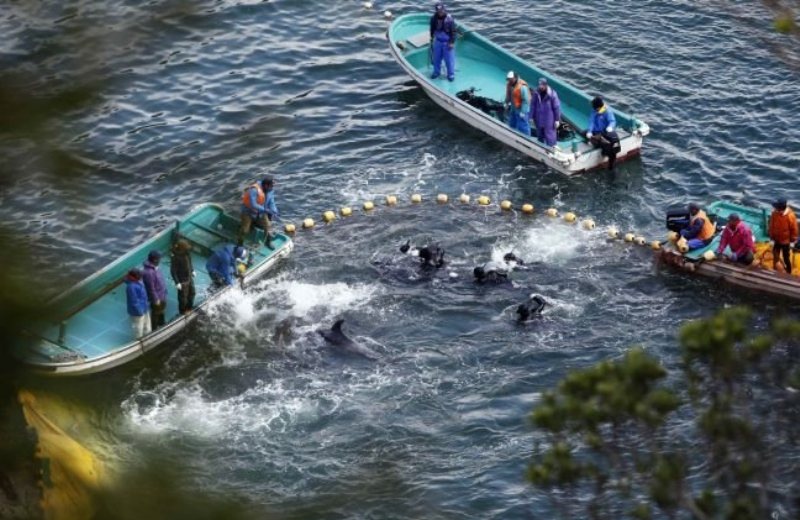 Ξεκινά η ετήσια σφαγή δελφινιών στην Ιαπωνία