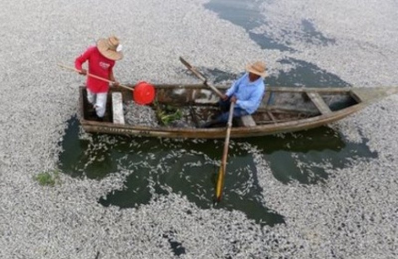 Απίστευτη οικολογική καταστροφή: Βρέθηκαν 48 τόνοι νεκρών ψαριών σε λίμνη στο Μεξικό (vid)