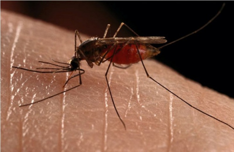 Μέτρα για να προστατευτείτε από τα κουνούπια