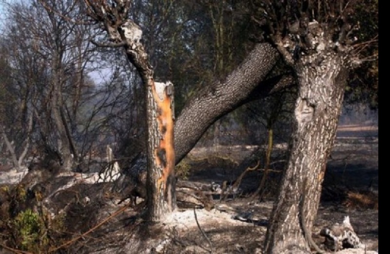 Ακόμη αποζημιώνονται για τις πυρκαγιές του 2012 που έκαψαν τη Βιάννο