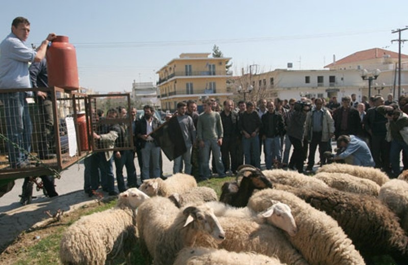Οι κτηνοτρόφοι της Κρήτης μεταφέρουν τα προβλήματα τους στην... Αθήνα