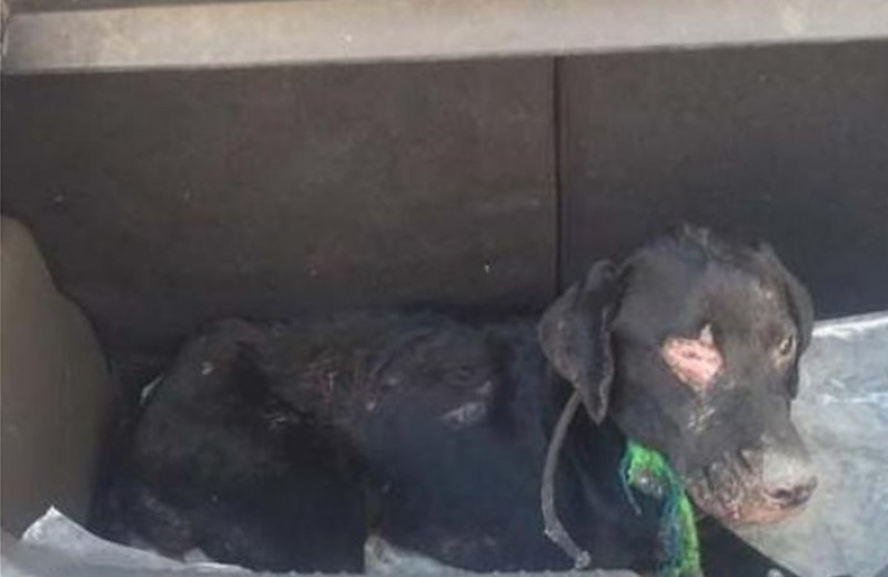 Επέζησε το σκυλάκι που έκαψαν ανήλικοι στην Άρτα