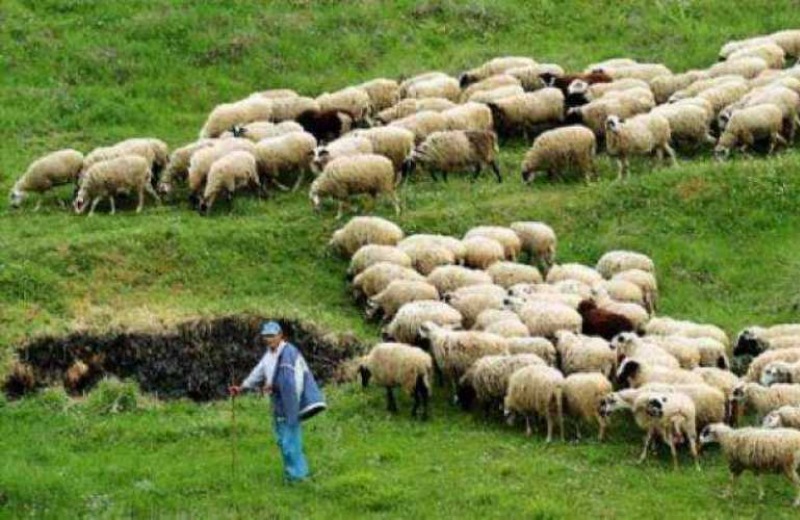 Ενημέρωση για τον καταρροϊκό στους κτηνοτρόφους του Δήμου Κισσάμου