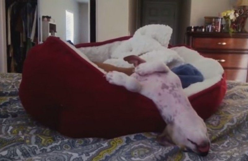 Κι όμως έτσι κοιμούνται - Ξεκαρδιστικό βίντεο με σκυλάκια σε απίστευτες στάσεις ύπνου