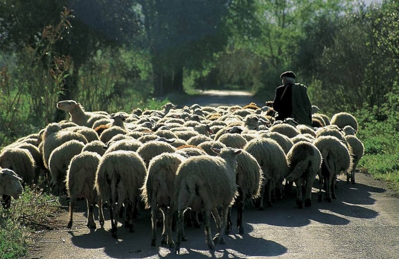 Έκλεψαν τα πρόβατα από στάνη μέσα από το χωριό του Προφήτη Ηλία