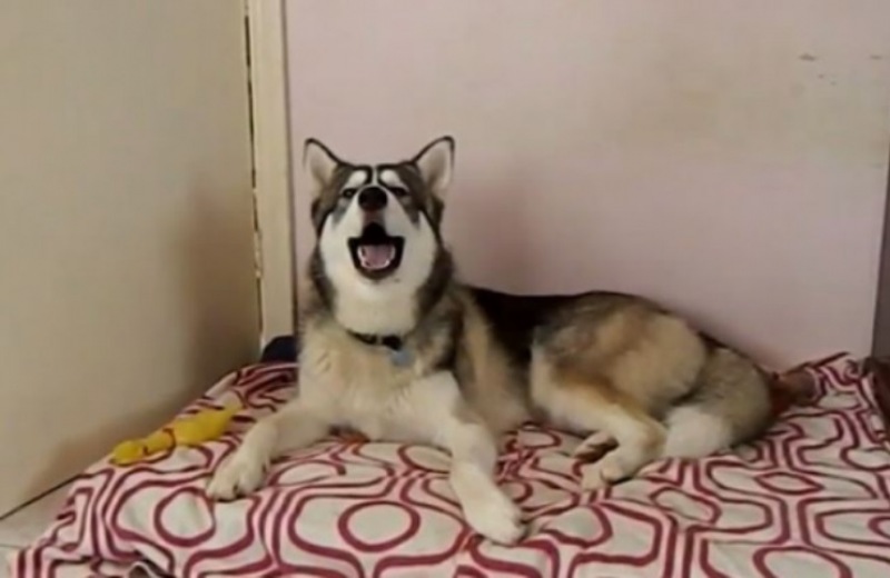 Ο σκύλος που τραγουδάει "I feel good" (vid)