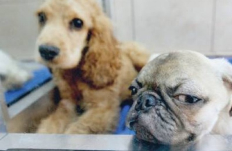 Οδηγίες για τις συνθήκες που θα κρατούνται τα ζώα σε pet shop