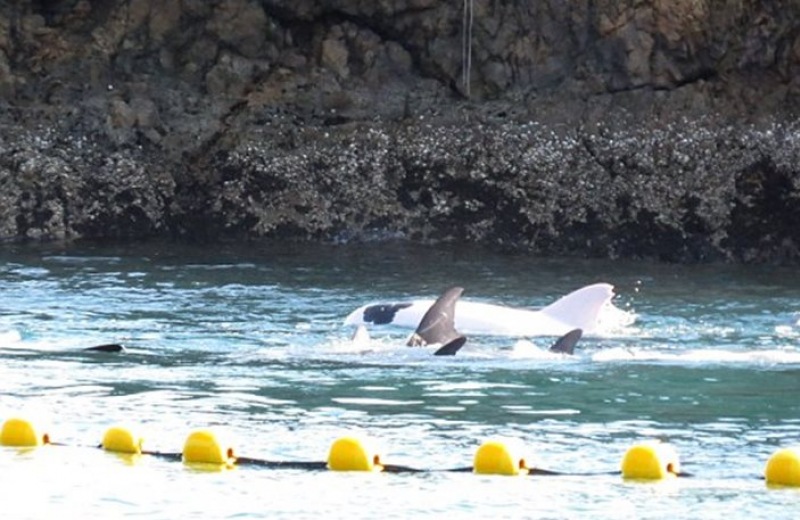 Σπάνιο δελφίνι έπιασαν ψαράδες στην Ιαπωνία