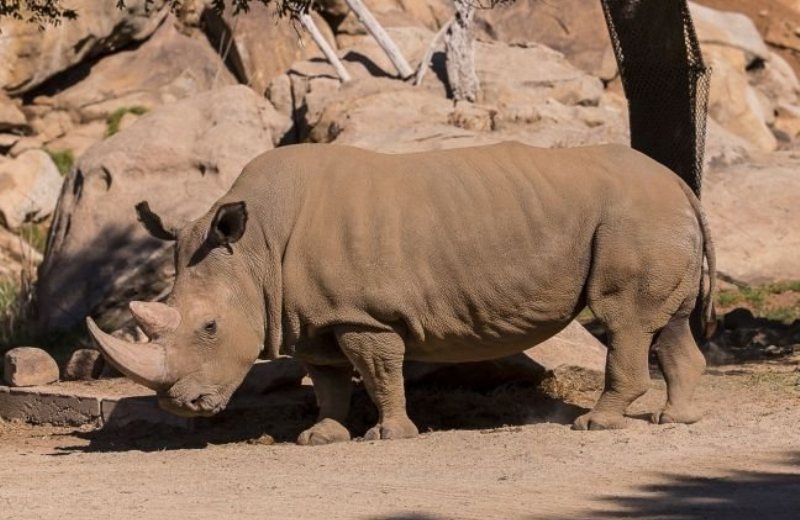 Πέθανε ο ένας από τους έξι λευκούς ρινόκερους του Βορρά