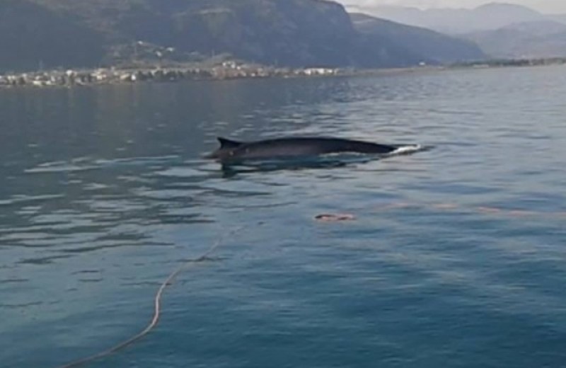 Βίντεο: Φάλαινα έκοβε... βόλτες στα Καμένα Βούρλα! 