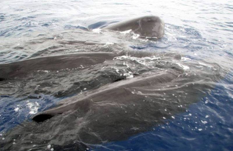 Έκαναν ξανά την εμφάνιση τους οι φάλαινες στη Γαύδο! (pics)