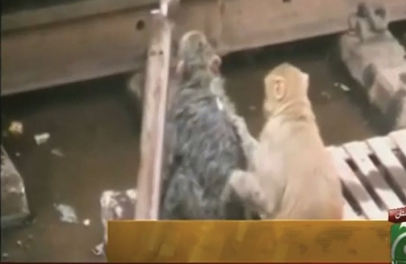 Πίθηκος έσωσε πίθηκο που έπαθε ηλεκτροπληξία (vid)