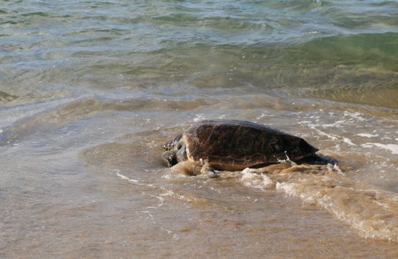 Απελευθέρωσαν χελώνα στην Κεφαλονιά