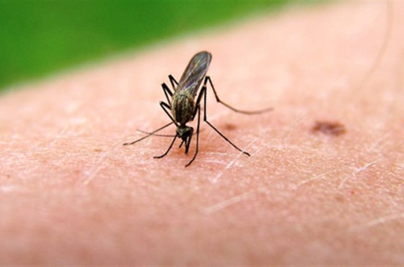 Οδηγίες για την πρόληψη και προστασία από τα κουνούπια 