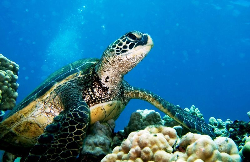 Συνολικά 48 χελώνες νεκρές στις θάλασσες της Κρήτης - Πως μπορούν να προστατευθούν
