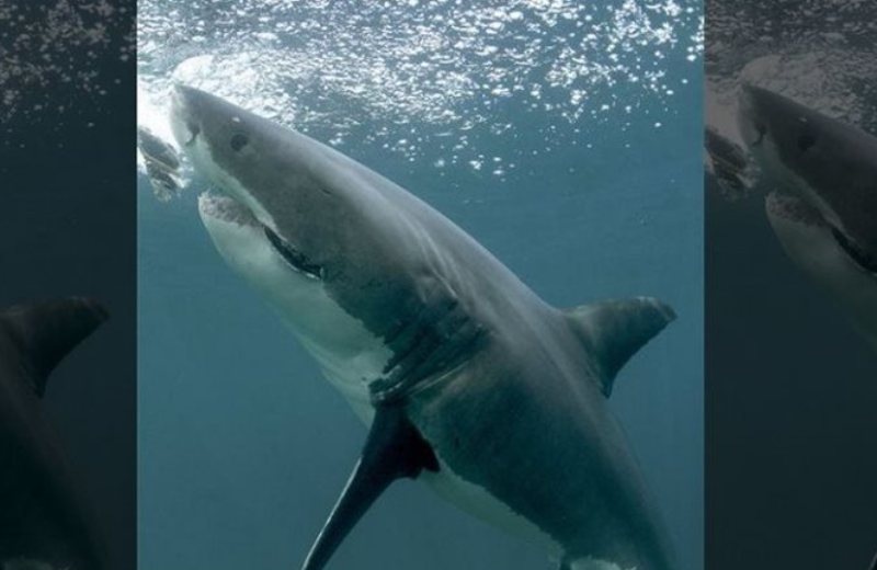 Eπανεμφανίστηκε o «πιο διάσημος καρχαρίας στο Ίντερνετ»