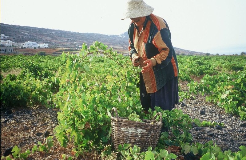 To  βάρος στην Κρήτη... πρέπει να δοθεί στην αγροτική πολιτική και τις επενδύσεις