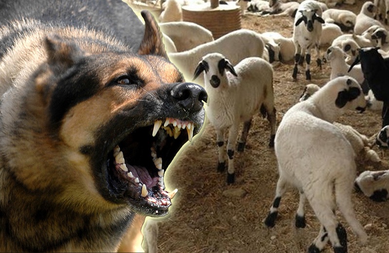 Αγέλες σκυλιών σκότωσαν πρόβατα στις Στέρνες - Νέο περιστατικό στην Κρήτη!