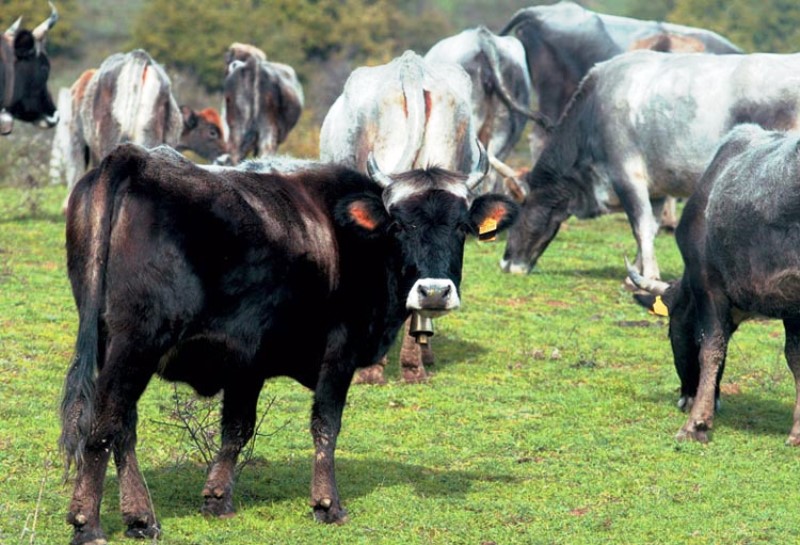 Εφιστούν την προσοχή για την οζώδη δερματίτιδα των βοοειδών στην Κρήτη
