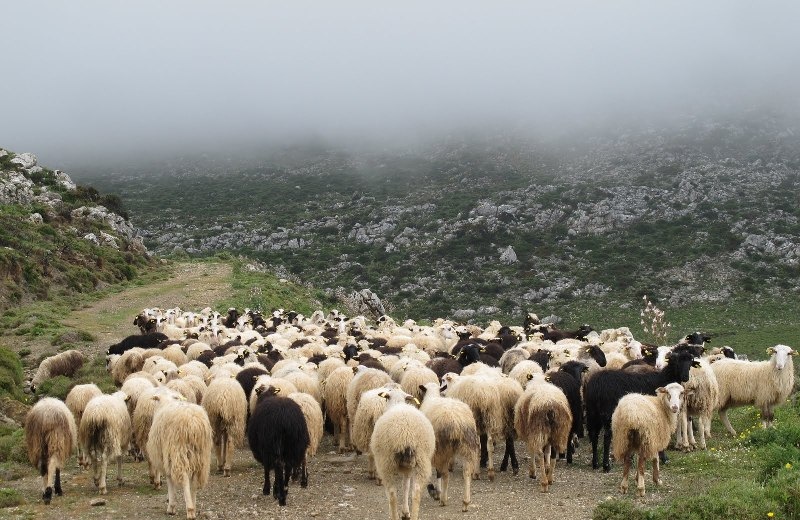 Ξεσηκωμός στο Λασίθι για τα αιγοπρόβατα που βόσκουν ανεξέλεγκτα!