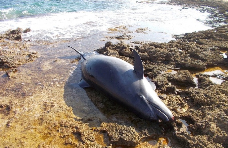 Βρέθηκε νεκρό δελφίνι στην παραλία της Λυγαριάς