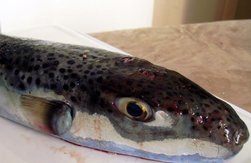 Το δηλητηριώδες ψάρι με τα ανθρώπινα δόντια... βάζει δύσκολα στους Ηρακλειώτες ψαράδες!