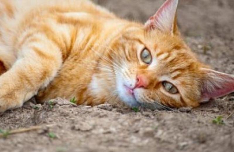 Ιδιοκτήτης ταβέρνας δηλητηρίασε τέσσερις γάτες