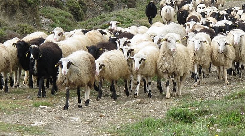 Επιχείρηση διάσωσης για… κοπάδι πρόβατα στα Χανιά