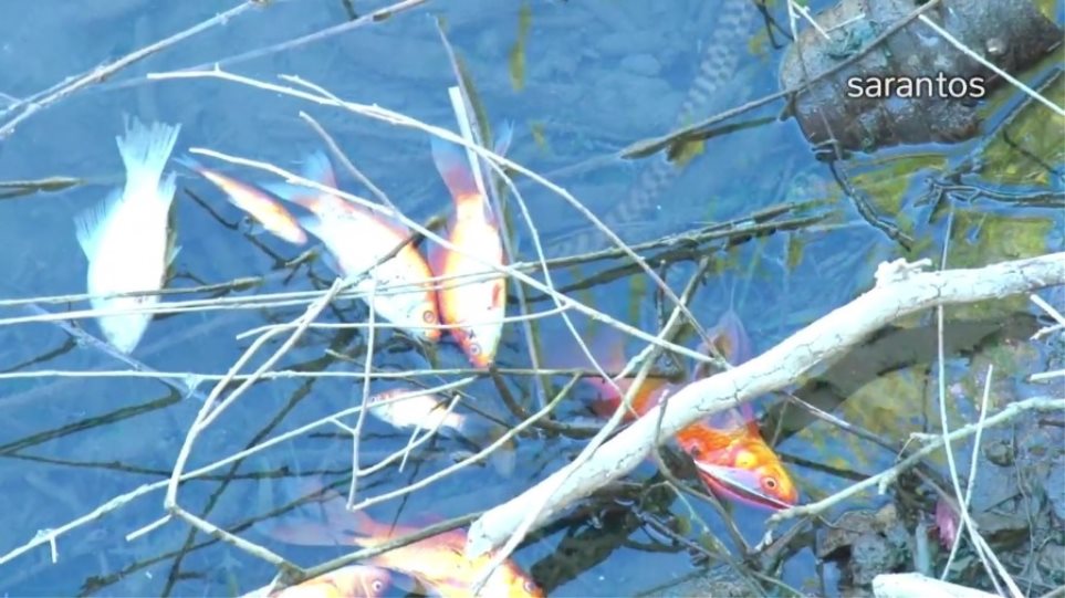 ΟΑΚ για νεκρά ψάρια στον Αποσελέμη: Δεν υπάρχει κίνδυνος για τη δημόσια υγεία