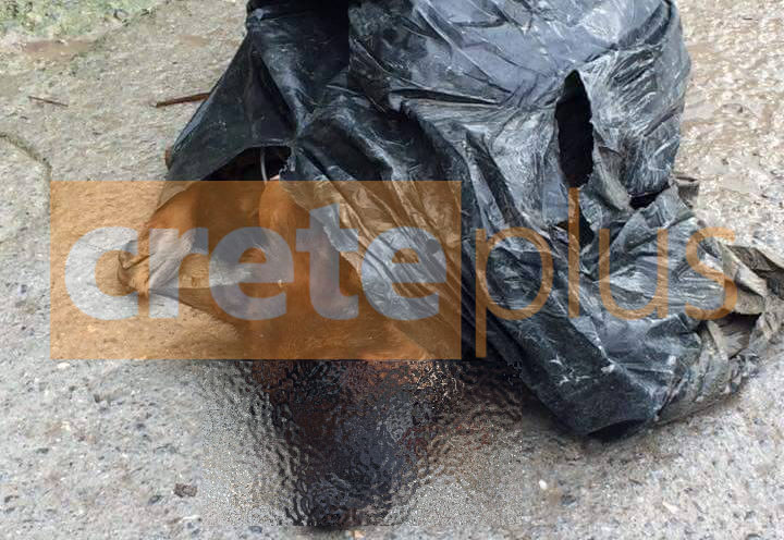 Έβαλαν το σκύλο μέσα στη σακούλα και τον πέταξαν στο δρόμο- Σοκαριστικές εικόνες από τη Νέα Αλικαρνασσό (pics)
