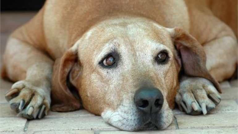 Μαζική θανάτωση σκύλων στη Στυλίδα