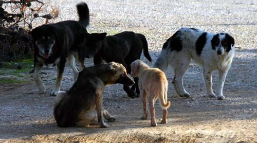 Σύσκεψη για τα αδέσποτα σκυλιά στα νοσοκομεία συγκαλεί ο Δήμος Ηρακλείου 