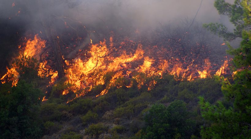 Φωτιά καίει δάσος στον Δοκό Εύβοιας