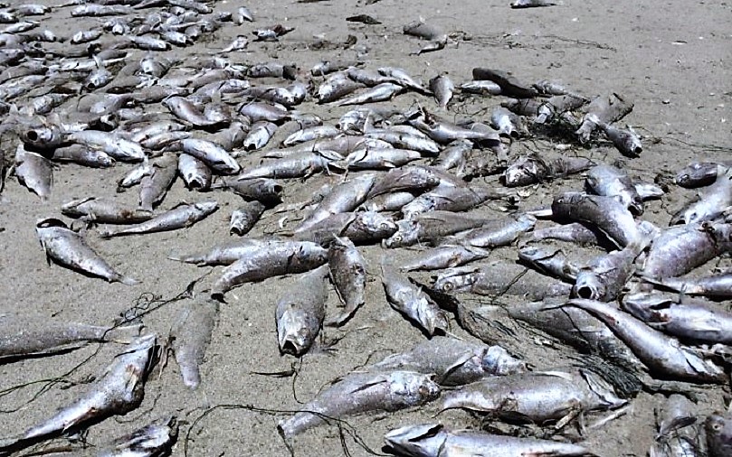 Δεκάδες νεκρά ψάρια «ξέβρασε» η θάλασσα σε παραλία στη Μεσαρα