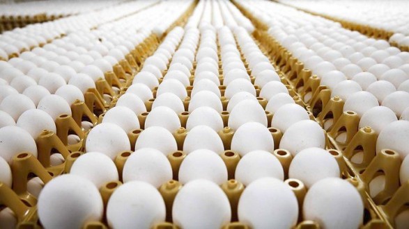 «Επικίνδυνη ολιγωρία του ΕΦΕΤ στο διατροφικό σκάνδαλο των μολυσμένων αυγών» 