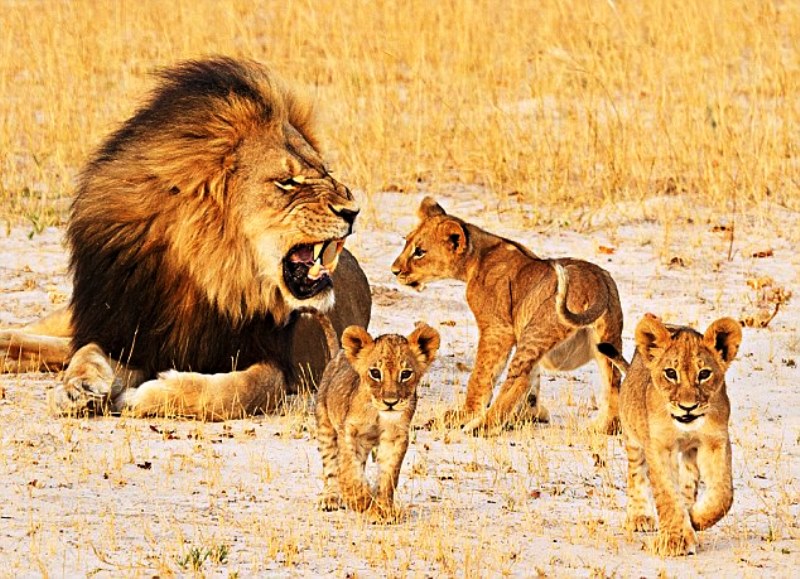 Δολοφόνησαν και το δεύτερο εμβληματικό λιοντάρι της Ζιμπάμπουε