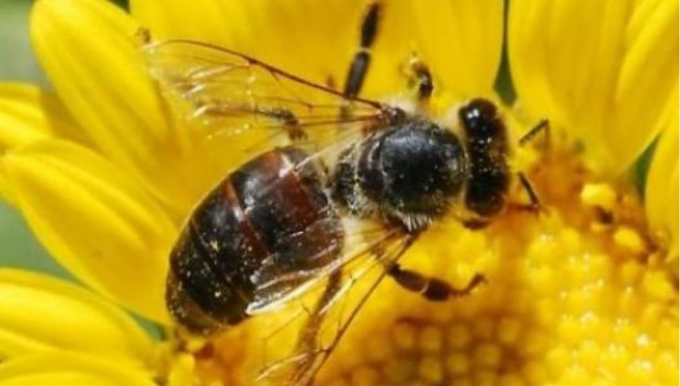 Τουρίστες δέχτηκαν τσιμπήματα από σμήνος μελισσών στο Ρέθυμνο